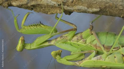 Close Up Of Couple Of Praying Mantis Mating Hanging Under Tree Branch