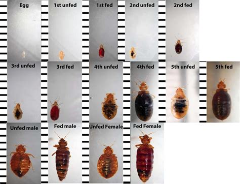 How Hard Is It To Get Rid Of Bed Bugs If You Are Allergic To Fleas 12