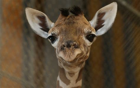 Giraffe On Facebook Riddle Dominates Profile Pictures As Answer Eludes