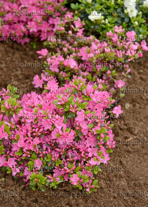 Bild Japanische Azalee Rhododendron X Obtusum Kermesina 558216