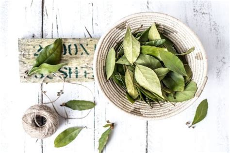 Daun salam yang dikombinasikan dengan sereh (serai) dan jahe bisa membantu meredakan sakit maag, kembung, dan nafsu makan yang hilang. Manfaat Daun Salam, Ini 10 di Antaranya yang Banyak Orang ...