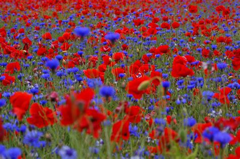 We did not find results for: Free Images : meadow, flower, petal, summer, red, blue ...