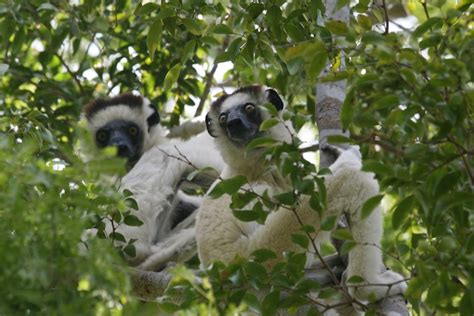 Réserve de Berenty - Le site de Madagascar