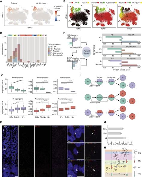 A Single Cell Transcriptomic Atlas Of Human Neocortical Development