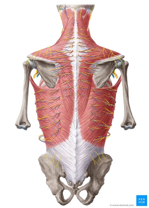 Anatomy Of The Back Spine And Back Muscles Kenhub