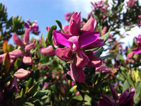 Purple flowering tree identification uk. What is the name of this tree with purple flowers ...