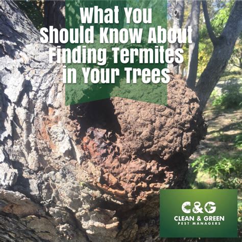 The experts at green home pest control provide termite control & prevention services in phoenix, arizona. What You Should Know About Finding Termites in Your Trees ...