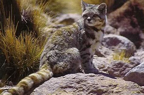 The andean mountain cat has a very similar appearance to some of the pampas cats Kucing Paling Langka di Dunia - Kumpulan Berita Unik ...