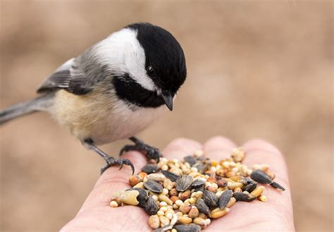 Feed The Birds Day February 3 2025 National Today