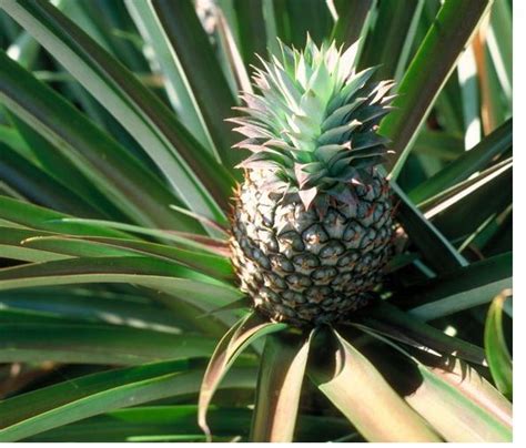 It weighs 80 lbs and roughly 35 inches in length, with 20 inches in diameter. image of pineapple fruit tree.JPG