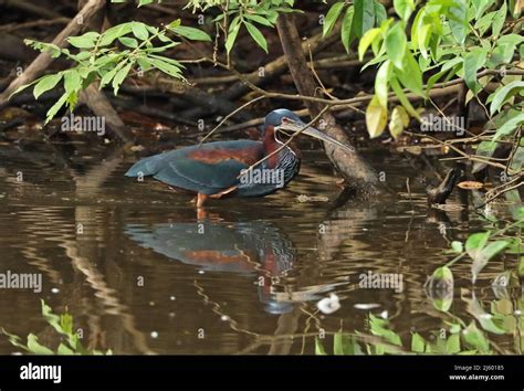 Agami Heron Agamia Agami Adult Walking In Shallow Water Cano Negro Costa Rica March Stock