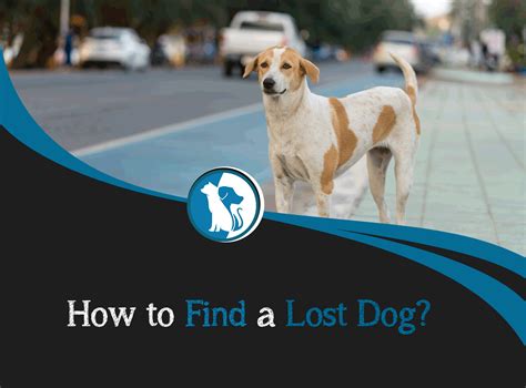 How To Find A Lost Dog