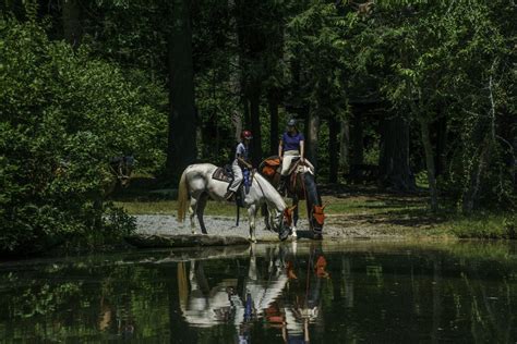 Horseback Riding Camp Carolina