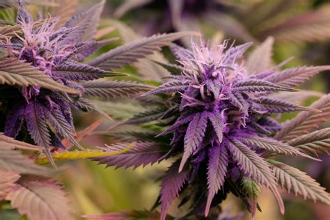 Purple Cannabis What Makes Some Cannabis Turn Purple
