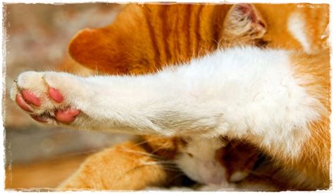Cari tahu gejala, penyebab, pengobatan, dan pencegahannya di hello sehat. 5 Cara Mengobati, Menyembuhkan Kaki Kucing Yang Keseleo