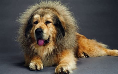 Beautiful Tibetan Mastiff Wallpapers And Images Wallpapers Pictures
