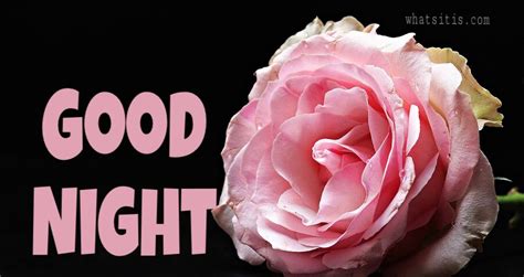 55 Good Night Flowers Wallpapers Pictures With Roses For Lovers And Frd