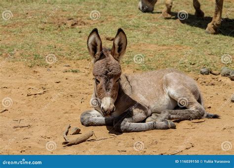 Gray Small Baby Donkey Sleep On The Ground Stock Photo Image Of