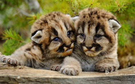 Lovely Mountain Lion Cubs Amazing Photo Of The Day Dottech