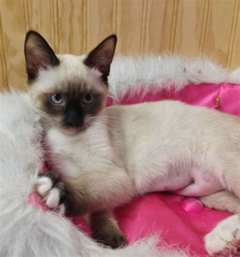 Siamese Kittens Near Me For Adoption - alligator fish aquarium