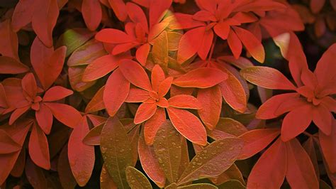 Free Images Branch Flower Petal Red Autumn Botany Flora Season