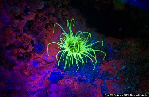 Red Sea Marine Life Becomes Neon Disco On Fluo Dive Pictures