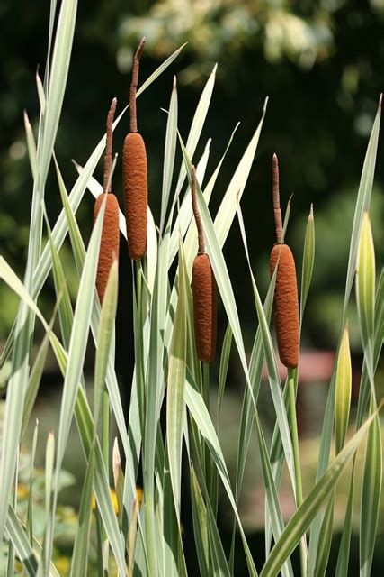 Best pond plants to reduce algae and clear green waterin this video i explain the best plants to add to a pond to reduce the availability of nutrients that. 10 Invasive Pond Plants You Need to Know - Water Gardens ...