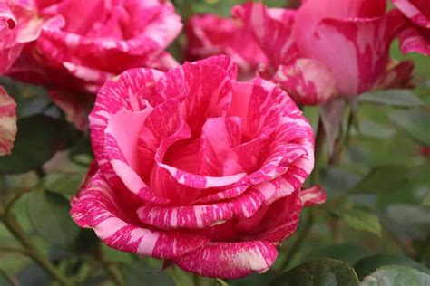 Pink Intuition Ft Cm Standard Rose Roses Victoria