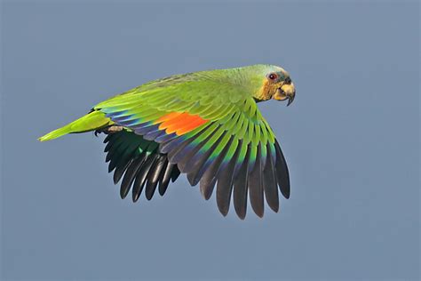 Stephen Burchs Birding And Dragonfly Website Orange Winged Parrot
