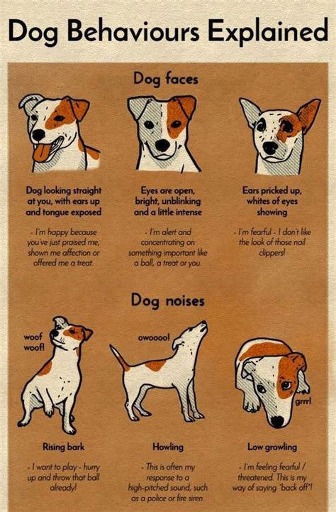 If You Can Teach Your Pet These Fundamental Skills And Commands You