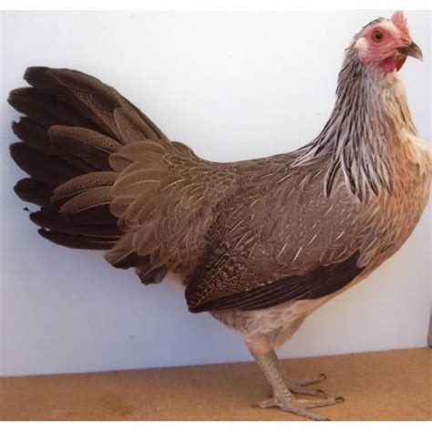 cackle hatchery silver duckwing phoenix standard chicken straight run male and female 426