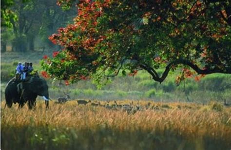 Luxury Holidays To Bandhavgarh National Park India Luxury Tours Of