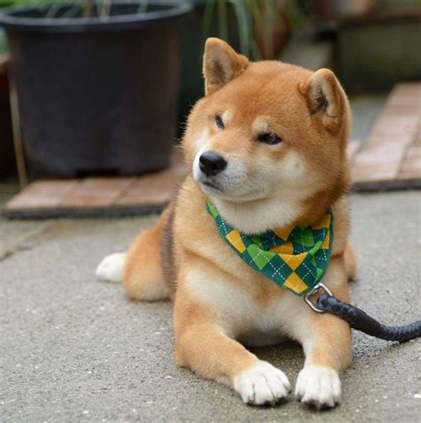 Ryuji The Handsome Shiba Inu From Japan Is Wondering What Kind Of Fun