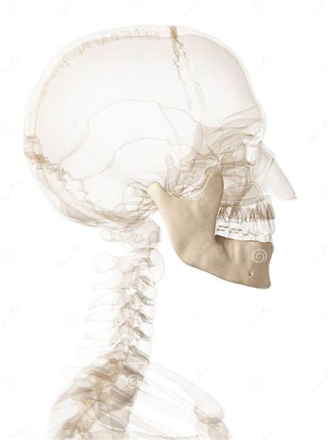 Human Jawbone Stock Illustration Illustration Of Human 30724886