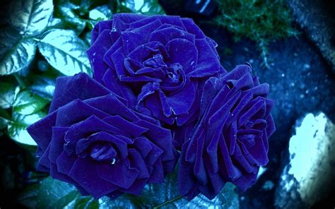 We would like to show you a description here but the site won't allow us. Free Blue Rose Wallpapers - Wallpaper Cave
