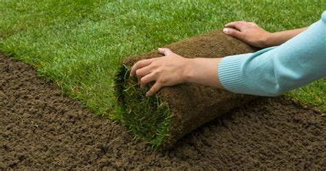 We did not find results for: Should You plant Seed or Install Sod on that new lawn? | My Gardening Network