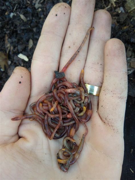 125 Organic Live Red Wiggler Worms Composting Worms Starting