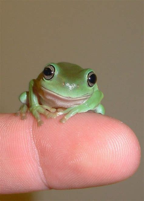 Green Tree Frog Animal Adaptations