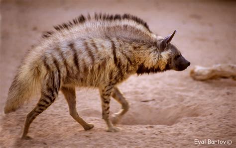Striped Hyena Hyaena Hyaena Israel צבוע מפוספס Eyal Bartov Flickr