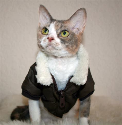You must complete all itf stages to access the level. Daisy the Curly Cat: My Bomber Jacket!
