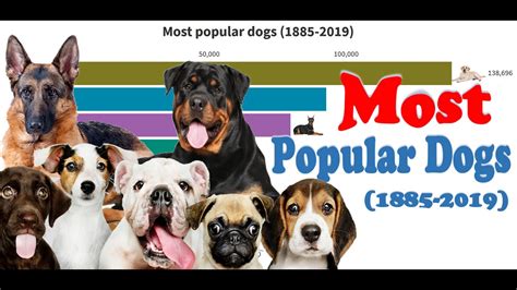 Most Popular Dogs 1885 2019 Youtube