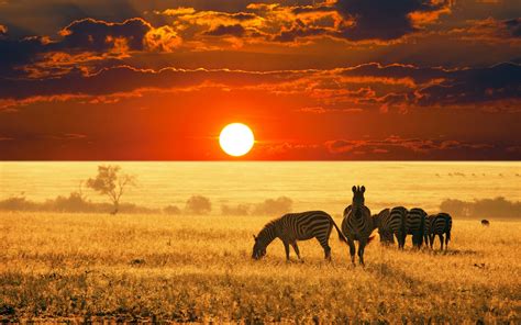Animals Africa Zebras Sunset Landscape Wallpapers Hd