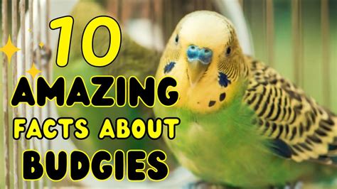 10 Amazing Facts About Budgies Budgie Facts Youtube