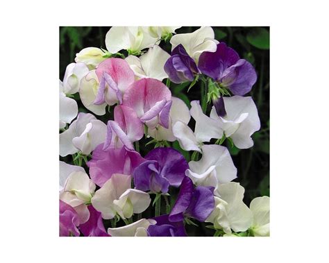 Thompson And Morgan Sweet Pea Scent Infusion Seeds