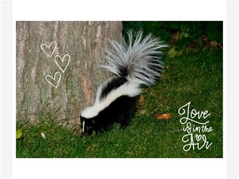 Skunk Mating Season Local Wildlife And Your Pets The Clifton Times
