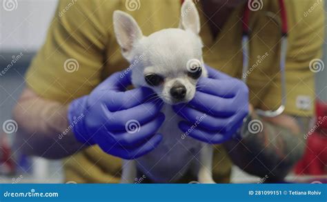 Examination of Animals in the Veterinary Clinic is an Important