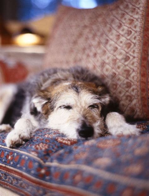 31 Best Beautiful Old Dogs Images On Pinterest Old Dogs