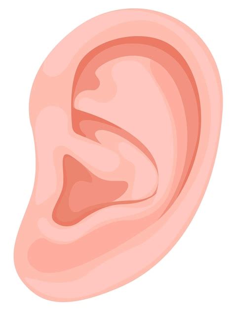 Premium Vector Human Ear Human Body Parts Ear Vector Icon For Web Design