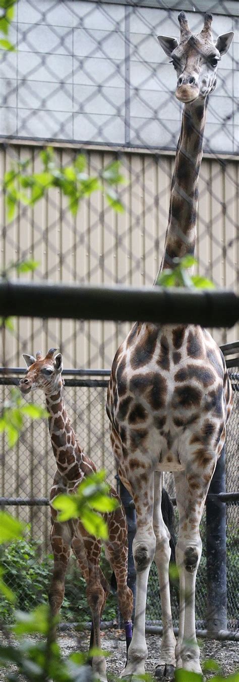 Watch Woodland Park Zoos Baby Giraffe Prance Around In His New
