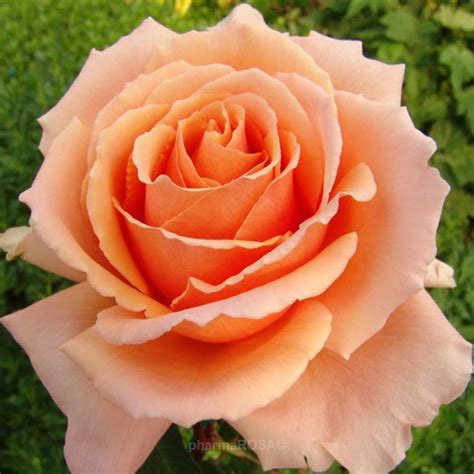 Maybe you would like to learn more about one of these? Orange - hybrid Tea - intensive fragrance - Just Joey ...